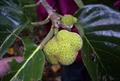 monkey fruit